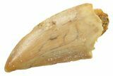 Serrated, Raptor Tooth - Real Dinosaur Tooth #238549-1